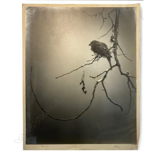 Reg P Bell 'Widow Bird',